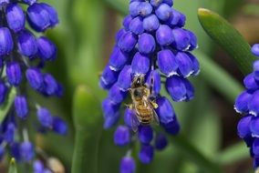 Macro photo of the insect on the grape hyacinth flowers