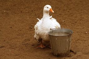 white goose near a bucket in the backyard