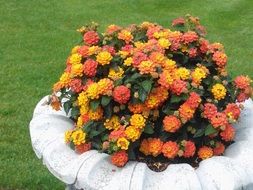 bush of orange flowers in a green meadow