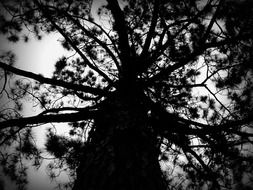 black and white photo of a tree