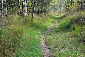 narrow path in the forest