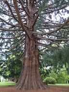 branchy old sequoia in the park