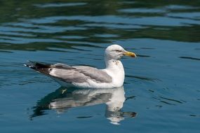 seagull in the water