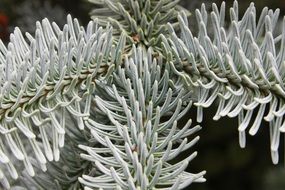 conifer with white needles closeup