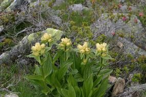 yellow alpine flowers near the mountain