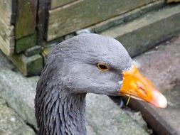 portrait of a domestic goose