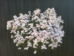 charming hanging flower