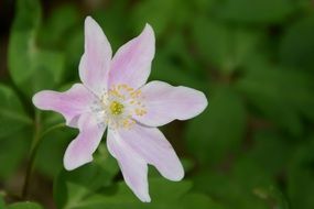 pink wild flower on a green background