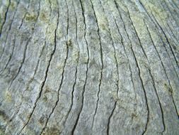 grey wood covered with moss