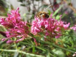 insect on a pink flower