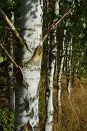 white birches, trees in forest