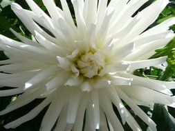 White dahlia close-up