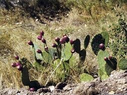 cacti in arizona desert