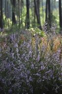 heather in forest close up