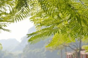 fresh light green acacia tree bucolic
