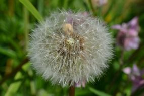 dandelion on a background of green grass