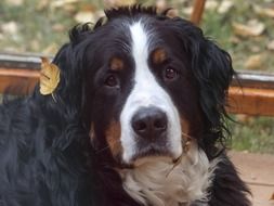 portrait of bernese mountain dog