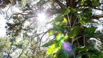 sun flare behind tree branches