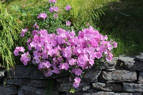 bush of pink flowers in norway