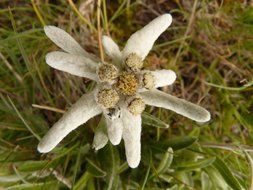 white edelweiss top view