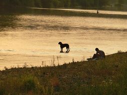 Dog in the river