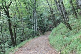 Footpath in the forest on the mountain