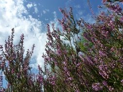 flora of Luneburg Heath