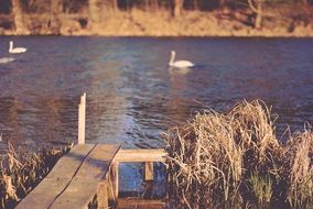 white swans in the summer river