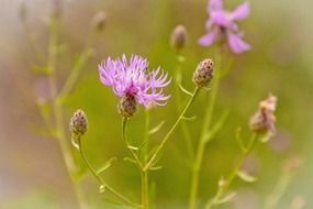 blooming pink clover