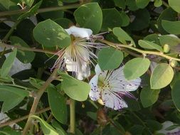 White capture plant