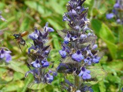 wild sage flowers