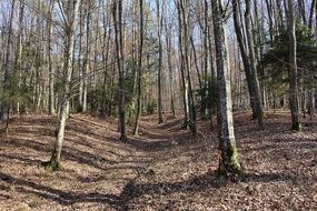 tranquil autumn forest on a sunny day