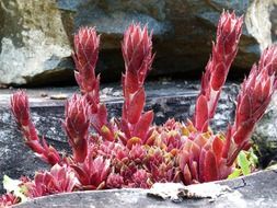 hens and chicks is a generic name for succulent plants