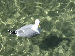 gray gull on clear water on a sunny day