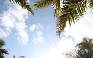 green branches of palm trees on the background of the summer sky