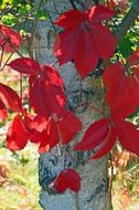 stunning birch leaves