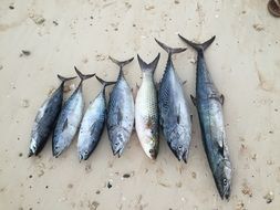 ocean fish on the beach