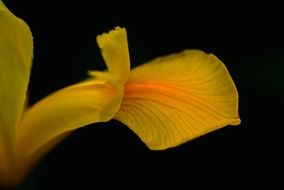 Macro photo of the beautiful iris flowers