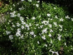 green shrub with white spring flowers