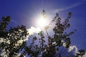 branches in bright sunlight