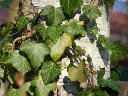 close-up photo of green climbing plants on a birch