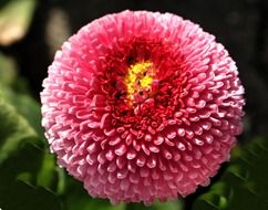 daisy flower magnificent