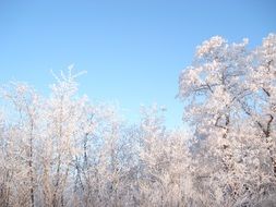 snowy trees in sunny winter day