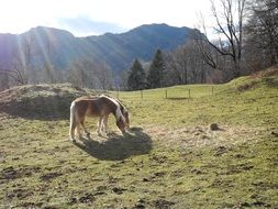 horse on a pasture on a sunny day