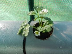 strawberry plant in pipe