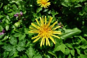 Yellow garden seated flower