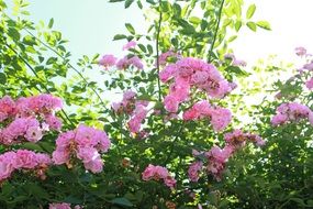 fresh pink flowers on the bush