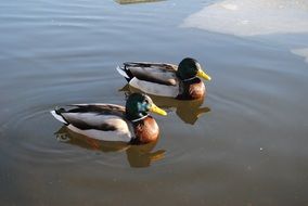 ducks water nature