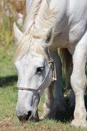 white horse chews lawn