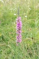 purple loosestrife